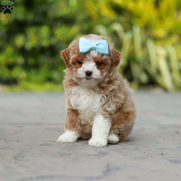 Dolly, Cavapoo Puppy